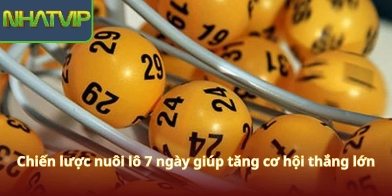 chien-luoc-nuoi-lo-7-ngay-giup-tang-co-hoi-thang-lon